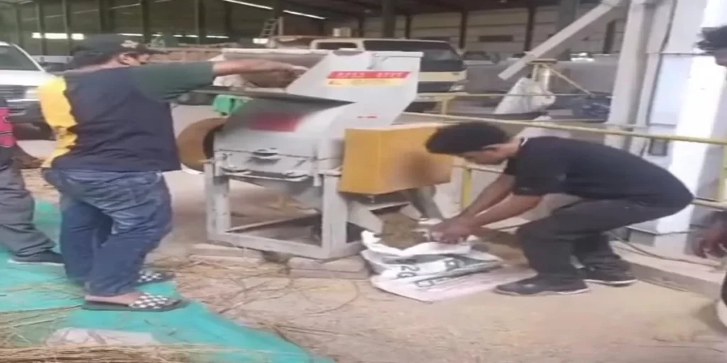 Bobibos Uji Kualitas Jerami di Timor Leste untuk Bio Manufaktur Sebelum Menjadi Bensin atau Solar